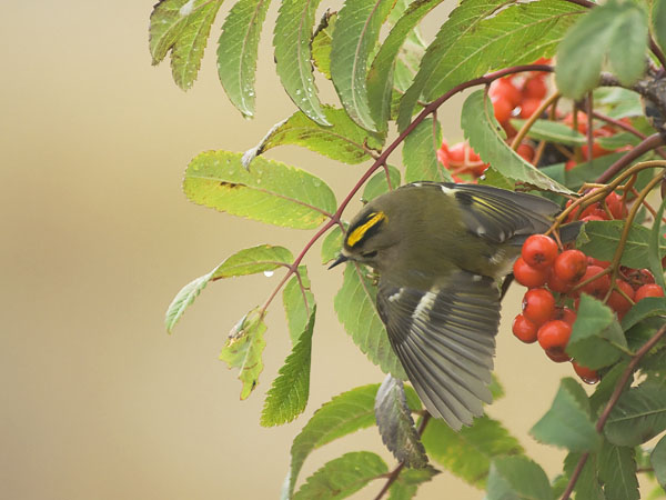 Hippiäinen, Goldcrest, Regulus regulus